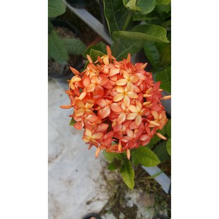 bông trang cam pháp cây giống