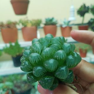 Hawothia Cooperi var Truncata (Ikra)