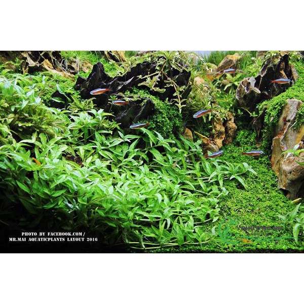 Cây Rau răm thuỷ sinh