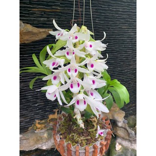 [Rẻ Vô Địch] Lan phi điệp 5 Cánh Trắng Phú Thọ (Cây Con Giống Gieo Hạt)