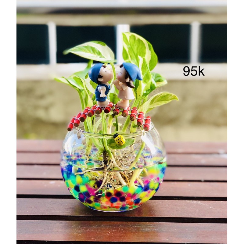 Chậu tiểu cảnh trầu bà sữa, cây văn phòng, để bàn
