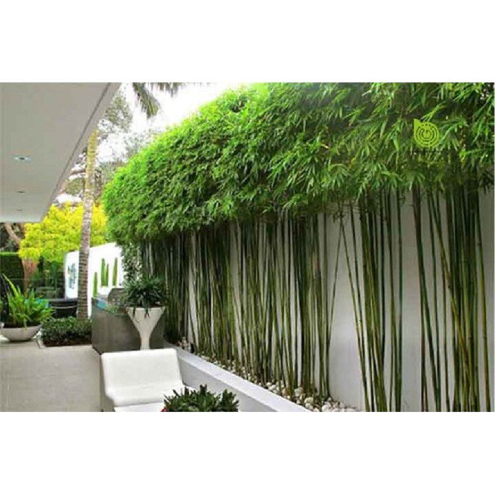 1 BỤI CÂY GIỐNG TRÚC QUÂN TỬ