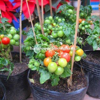 Gói 20 HẠT GIỐNG CÀ CHUA BI ĐỎ LÙ