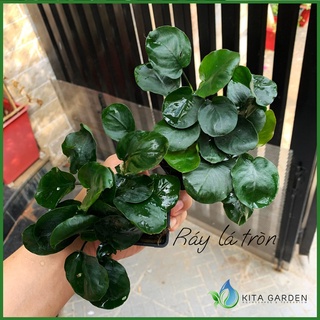 Cây ráy lá tròn | trầu bà lá tròn