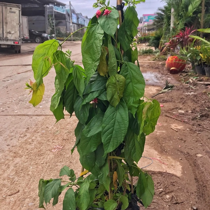 Cây hoa sử quân tử (hoa giun) ⚡️GIÁ GỐC TẠI VƯỜN⚡️ cây cao 80cm hoa nở mùi thơm dễ chịu dùng leo giàn