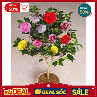 Combo 4 cây trà my ngũ sắc hàng đang nụ