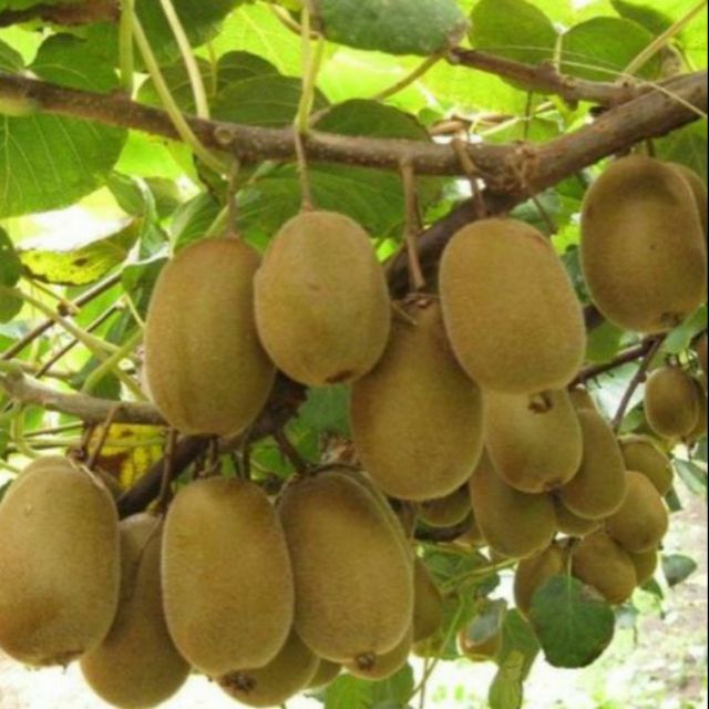 Cây kiwi giống