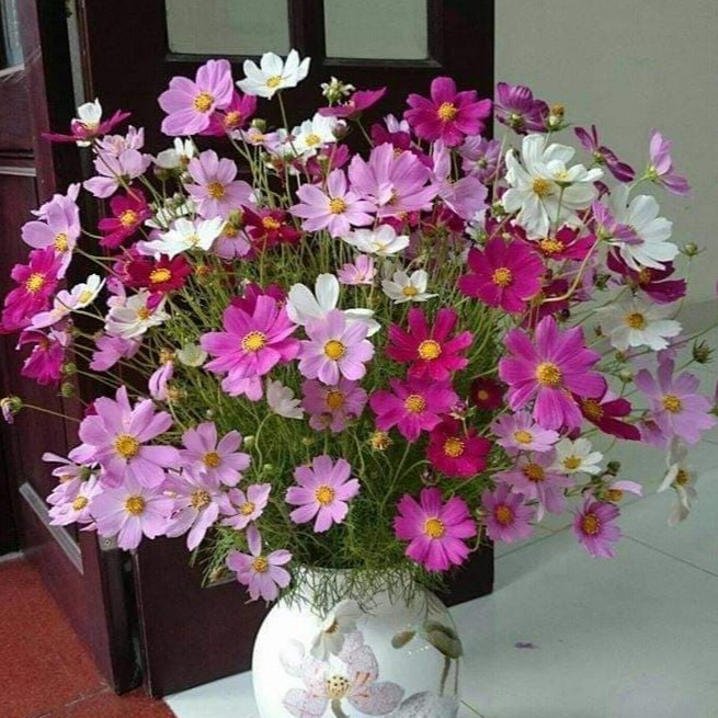 50 Viên Nén Ươm Hạt