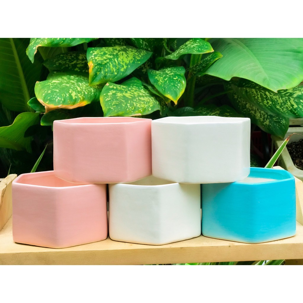 CHẬU LỤC GIÁC TRỒNG CÂY SIÊU DỄ THƯƠNG