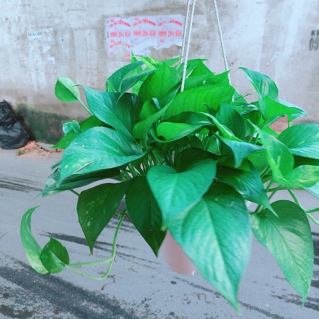 Chậu Trầu Bà Thái Size Đại