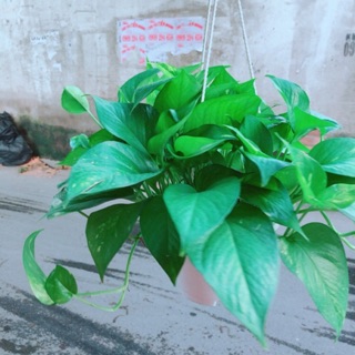 Chậu Trầu Bà Thái Size Đại