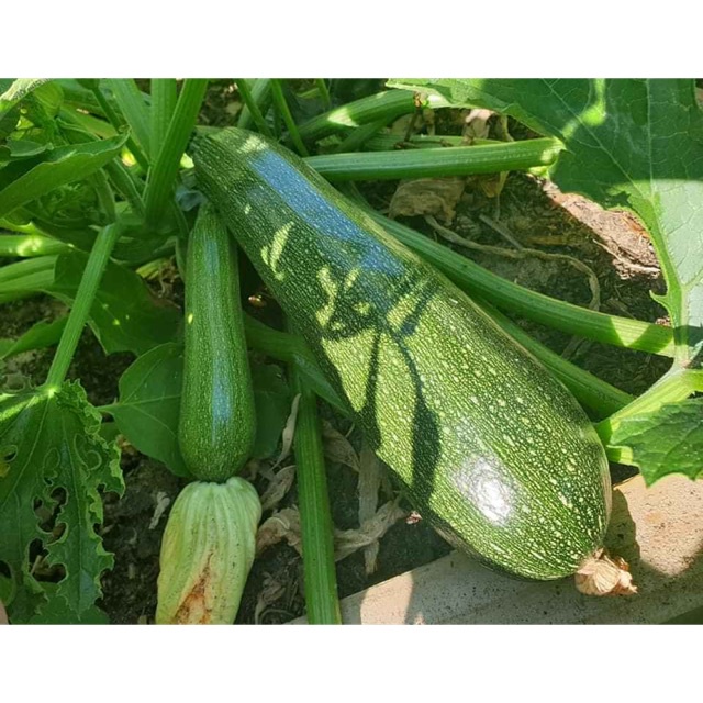 ( SIÊU HOT ) Hạt Giống Bí Ngòi Xanh 2gr/ gói- HN