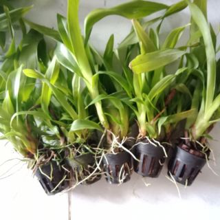 Vũ nữ ramsey