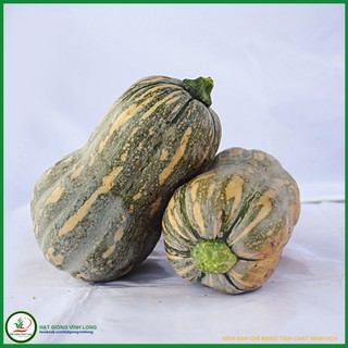 Hạt giống bí đỏ hạt đậu rd 35 - 1g