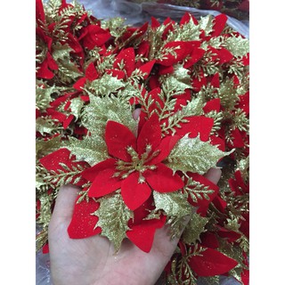 Hoa trạng nguyên trang trí oẳn, hoa noel