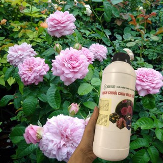 Dịch chuối ủ trứng và Humic