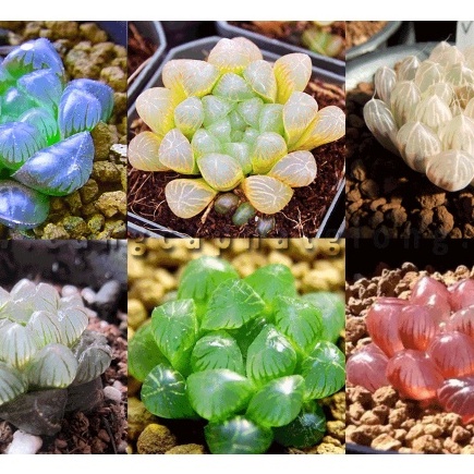 Hạt giống Sen đá Kim Cương