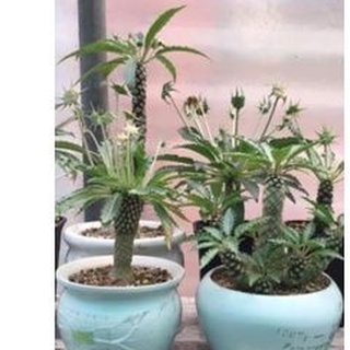 Cây Hoa Mặt Trời hay còn gọi là Cây Dừa