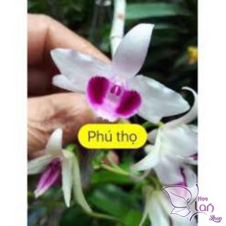 Phi điệp 5 cánh trắng Phú Thọ ki năm 2