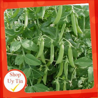 [Bán Chạy] Hạt giống đậu Hà Lan - 50 Gram