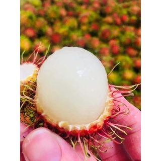 Cây Chôm Chôm Thái Trái Siêu Sớm