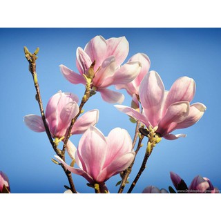 hạt giống hoa mộc lan f1