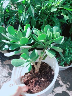 Cây Ngọc Bích