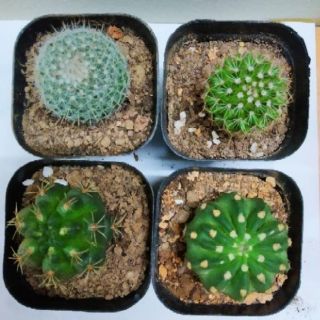 Xương Rồng mini (Combo 4 cây 60k)