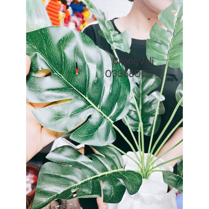 Chậu cây Mai rùa để bàn ,decor siêu đẹp,màu sắc tươi mát