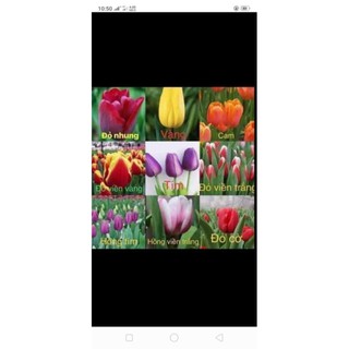 combo 10 củ hoa tulip đủ màu