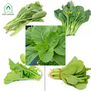 Combo hạt giống 5 loại rau cải - Combo 1 - cải ngọt, cải ngồng xanh, cải canh hongkong, cải cúc, cải mơ Hà Nội