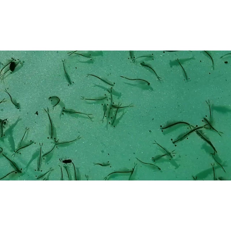 Viên Artemia Nước Ngọt Made In ThaiLand