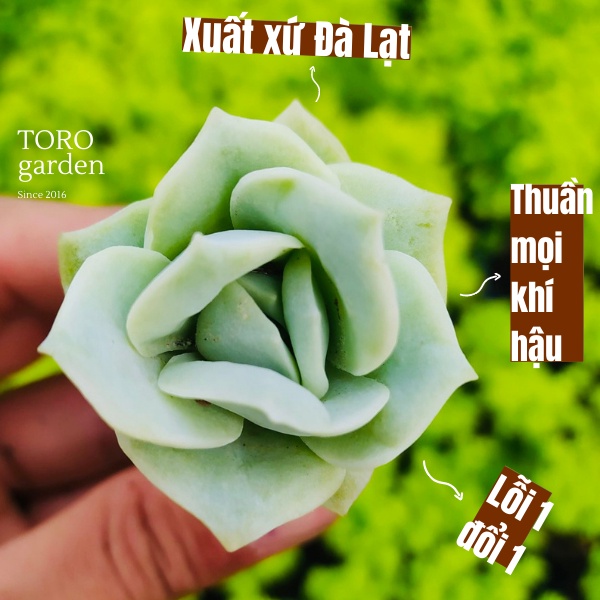 SEN ĐÁ HOA HỒNG HÀ LAN ĐÀ LẠT SIZE MINI, SIÊU KHOẺ ĐẸP, THUẦN MỌI KHÍ HẬU, HƯ 1 ĐỔI 1