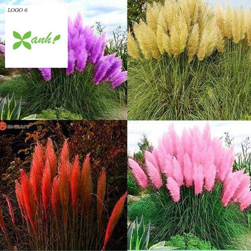 GÓI 10 Hạt Giống Cỏ Bông Lau Mỹ Mix Hồng Trắng TÍM