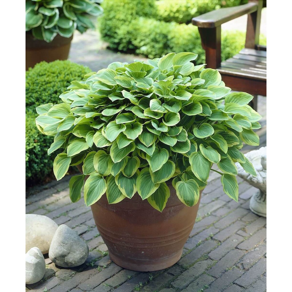 Cây giống Hosta fortunei 'Fragrant Bouquet' (Ngọc Trâm) chậu nhựa