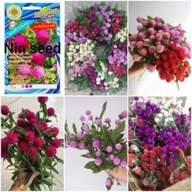Hạt Giống Hoa Cúc Bạch Nhật Nhiều Màu 50 Hạt