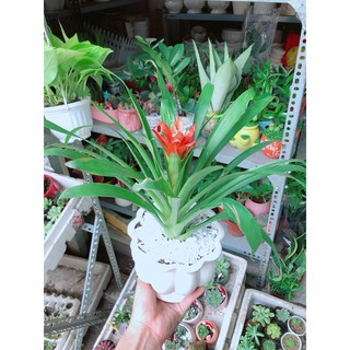 Chậu phong lộc hoa (kèm chậu sứ)