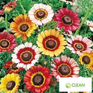 Hạt giống hoa cúc chi mix 50 hạt
