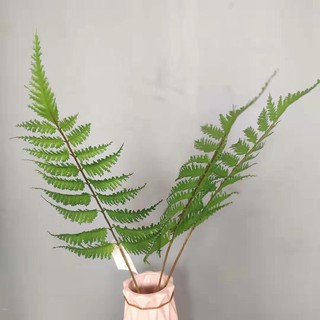 [ Hoa giả] Nhành lá dương xỉ