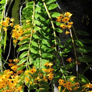 Hoàng thảo long nhãn