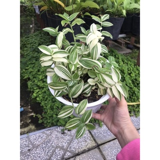 rau trai cẩm thạch + Tặng Phân Bón cho cây mau lớn