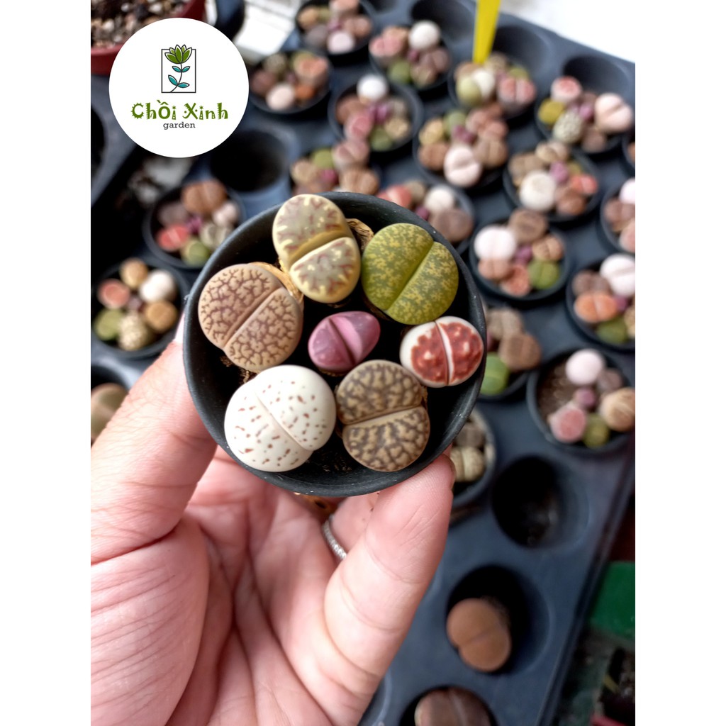 Chậu sen mông 7 màu - lipthops - thạch lan