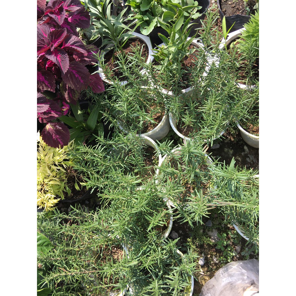 Chậu cây hương thảo - Rosemary - Rosmarinus officinalis L. - shop BÉ MẦM 06 HCM
