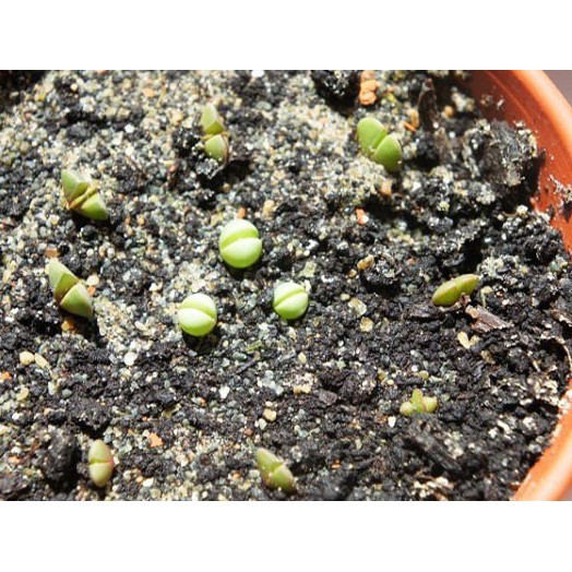 Hạt Giống Sen Đá Mix Nhiều Loại  - MUA 3 TẶNG 1 CÙNG LOẠI