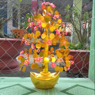 Cây cành vàng lá ngọc