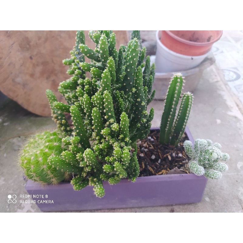 Combo 4cây xương rồng