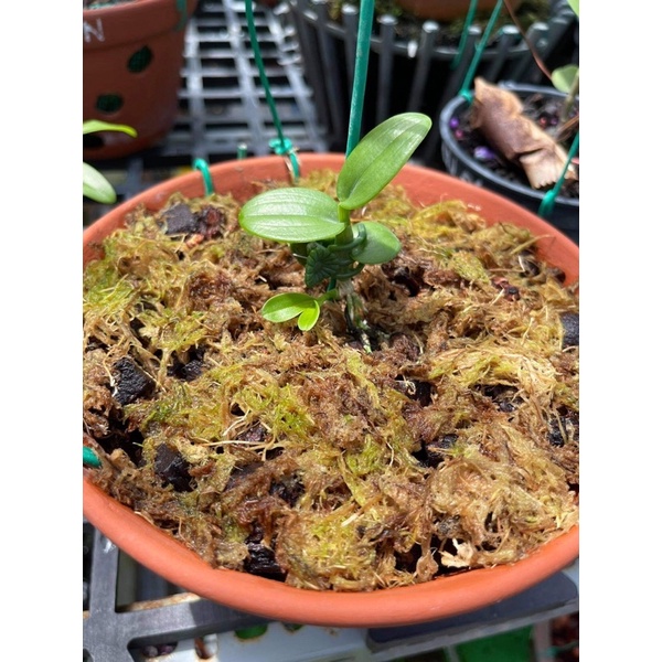 Dớn chile giữ ẩm siêu tốt túi 100g