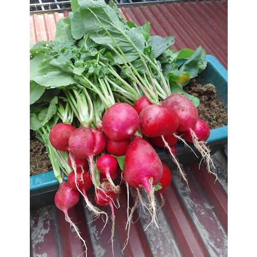 Hạt giống củ cải đỏ tròn mini cao sản - rau củ quả trồng chậu, tươi ngon giòn ngọt giàu chất dinh dưỡng 2g RADOCC