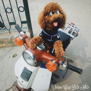Kính Cho Chó Mèo Mắt Tròn