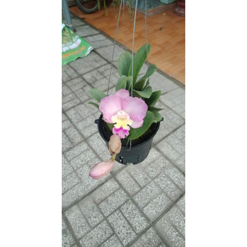 Than củi trồng lan đã qua xử lý gói 1kg